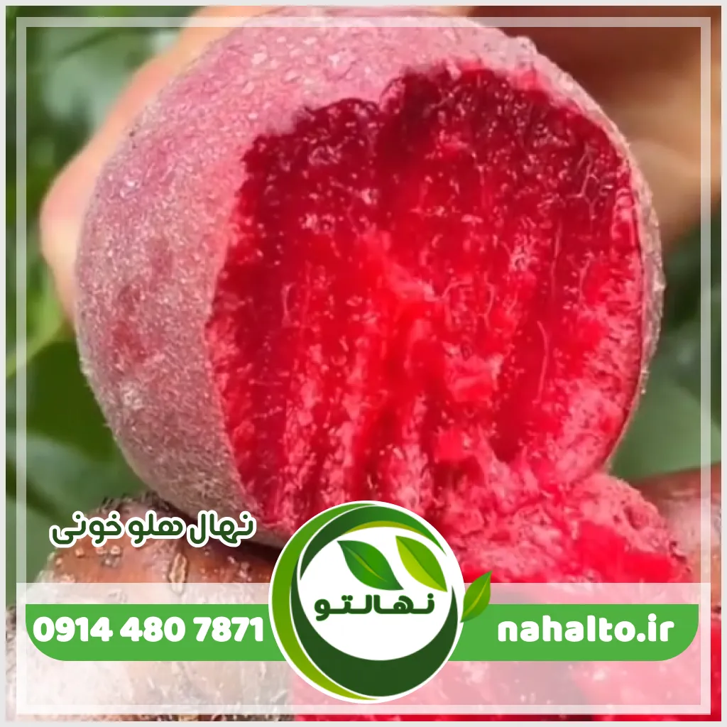 خرید نهال هلو خونی