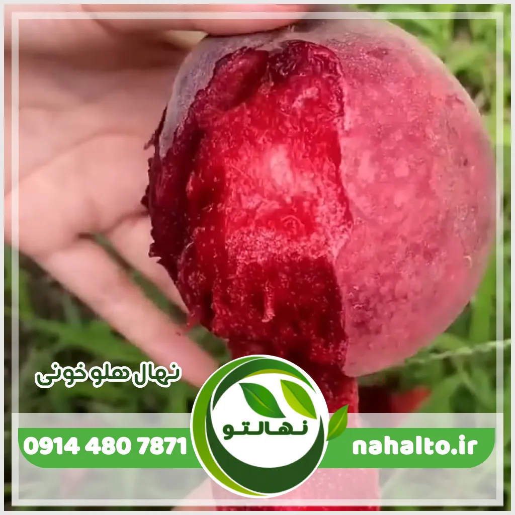 نهال هلو خونی