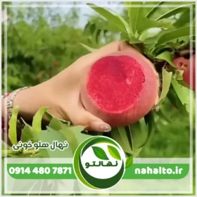 نهال هلو خونی