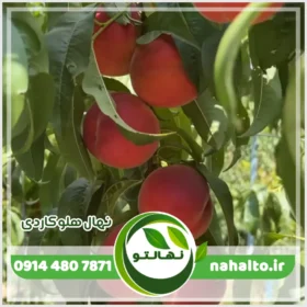 خرید نهال هلو کاردی