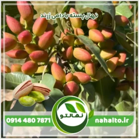 نهال پسته بادامی زرند