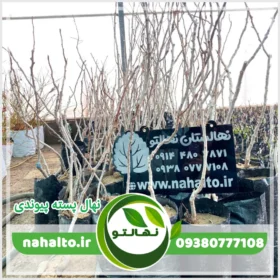خرید نهال پسته پیوندی قیمت ارزان