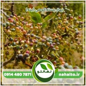 خرید نهال پسته کوهی (بنه)