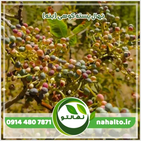 خرید نهال پسته کوهی (بنه)