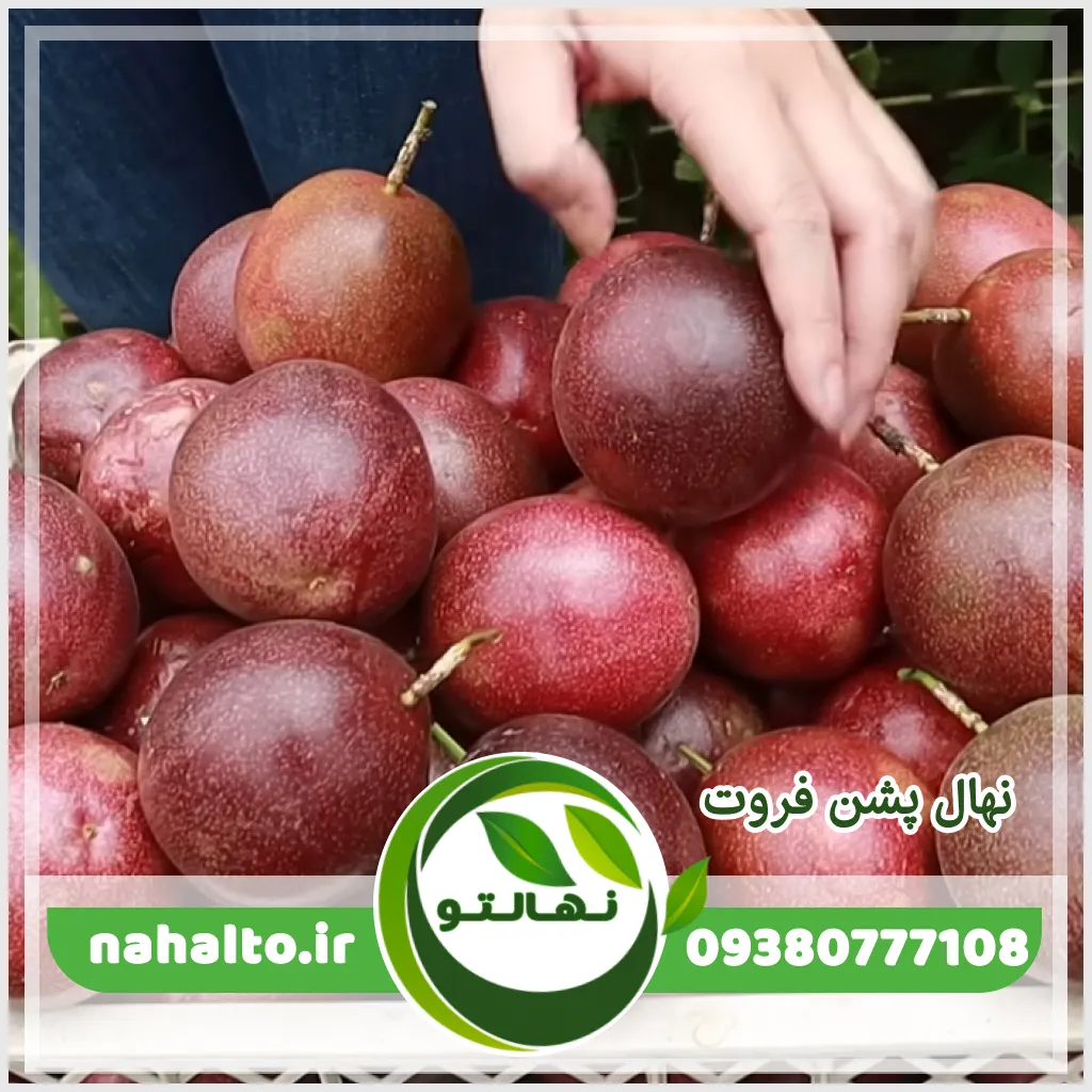 نهال پشن فروت قیمت میوه گل ساعتی