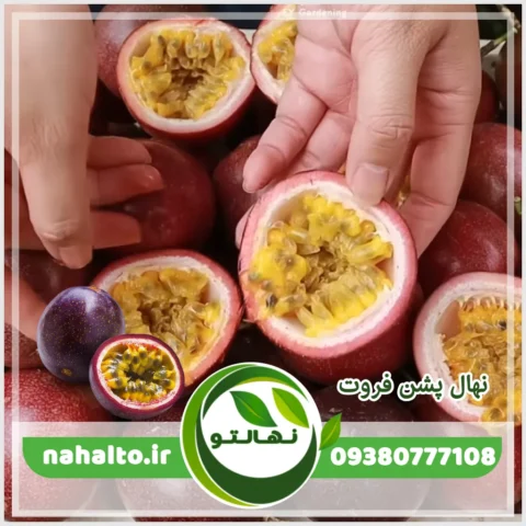 خرید نهال پشن فروت