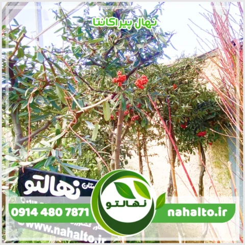 نهال پیراکانتا