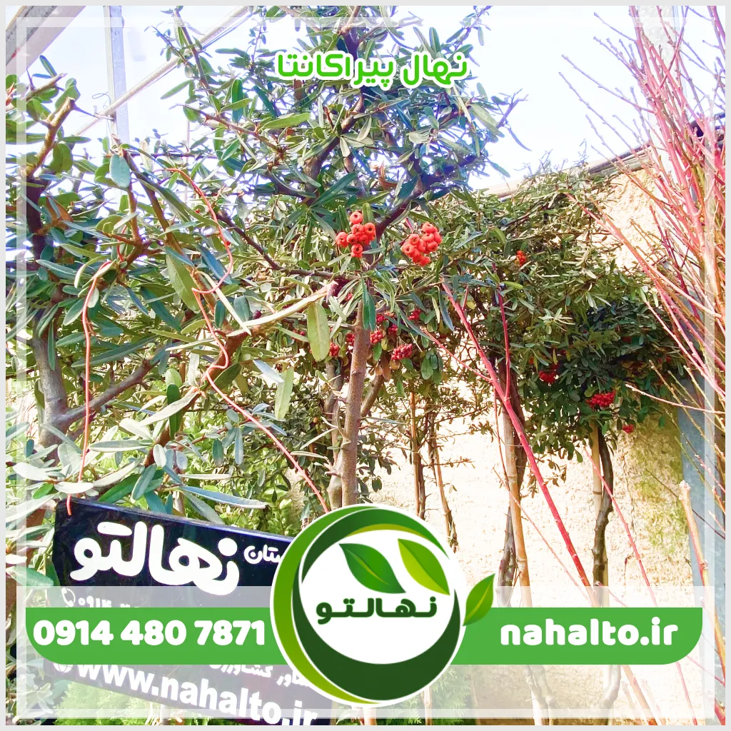 نهال پیراکانتا (شیرخشت) نهال پیراکانتا (شیرخشت)