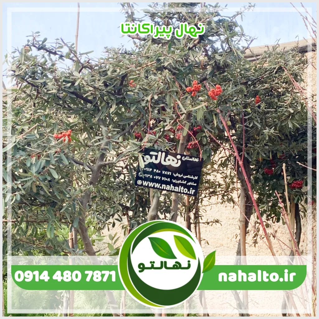 نهال پیراکانتا (شیرخشت) قیمت نهال پیراکانتا (شیرخشت)