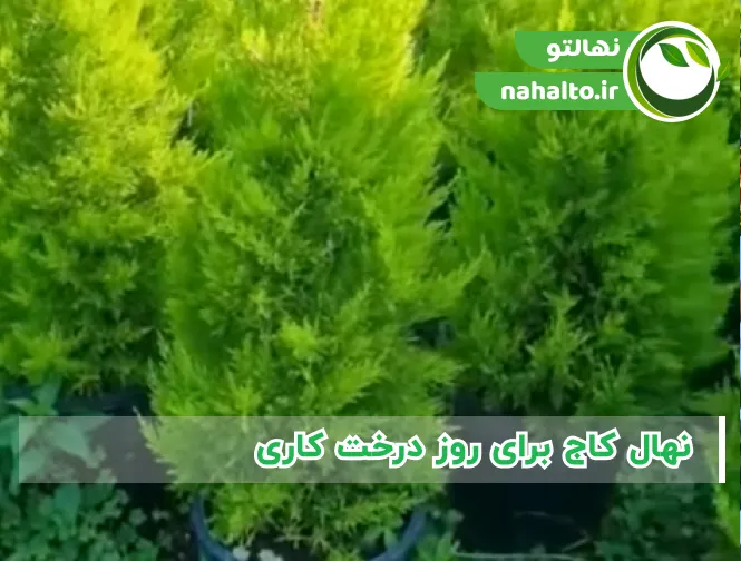 نهال کاج برای روز درخت کاری