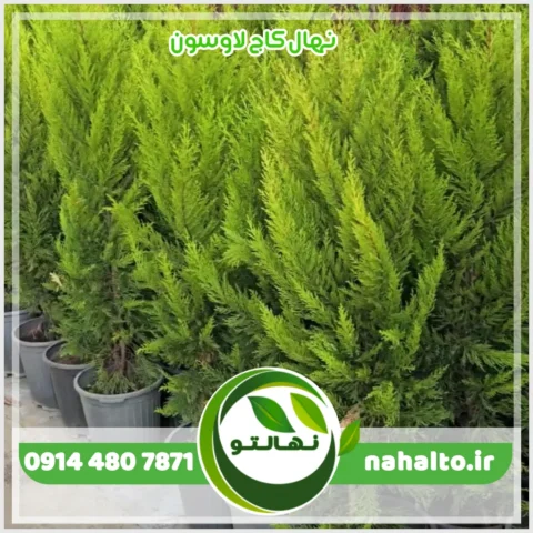 نهال کاج لاوسون