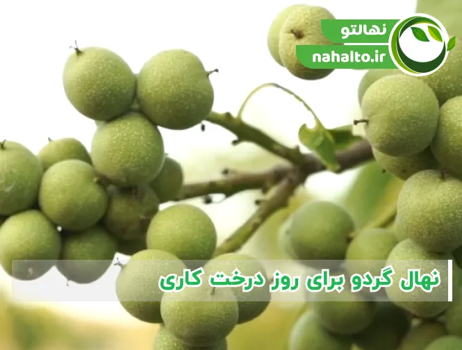 نهال گردو برای روز درخت کاری