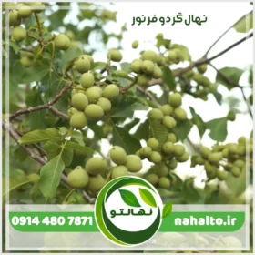 نهال گردو فرنور فرانسوی پیوندی