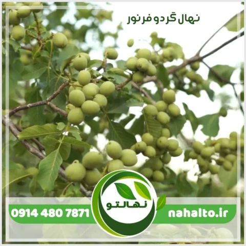 نهال گردو فرنور فرانسوی پیوندی