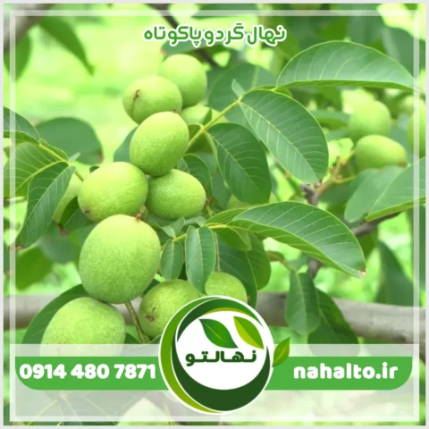 نهال گردو پاکوتاه پیوندی اسرائیلی