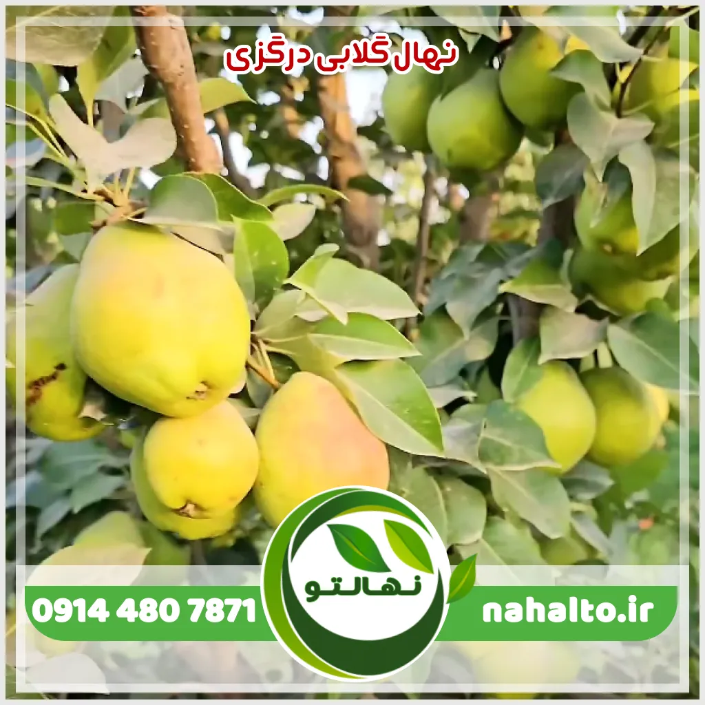 قیمت نهال گلابی درگزی