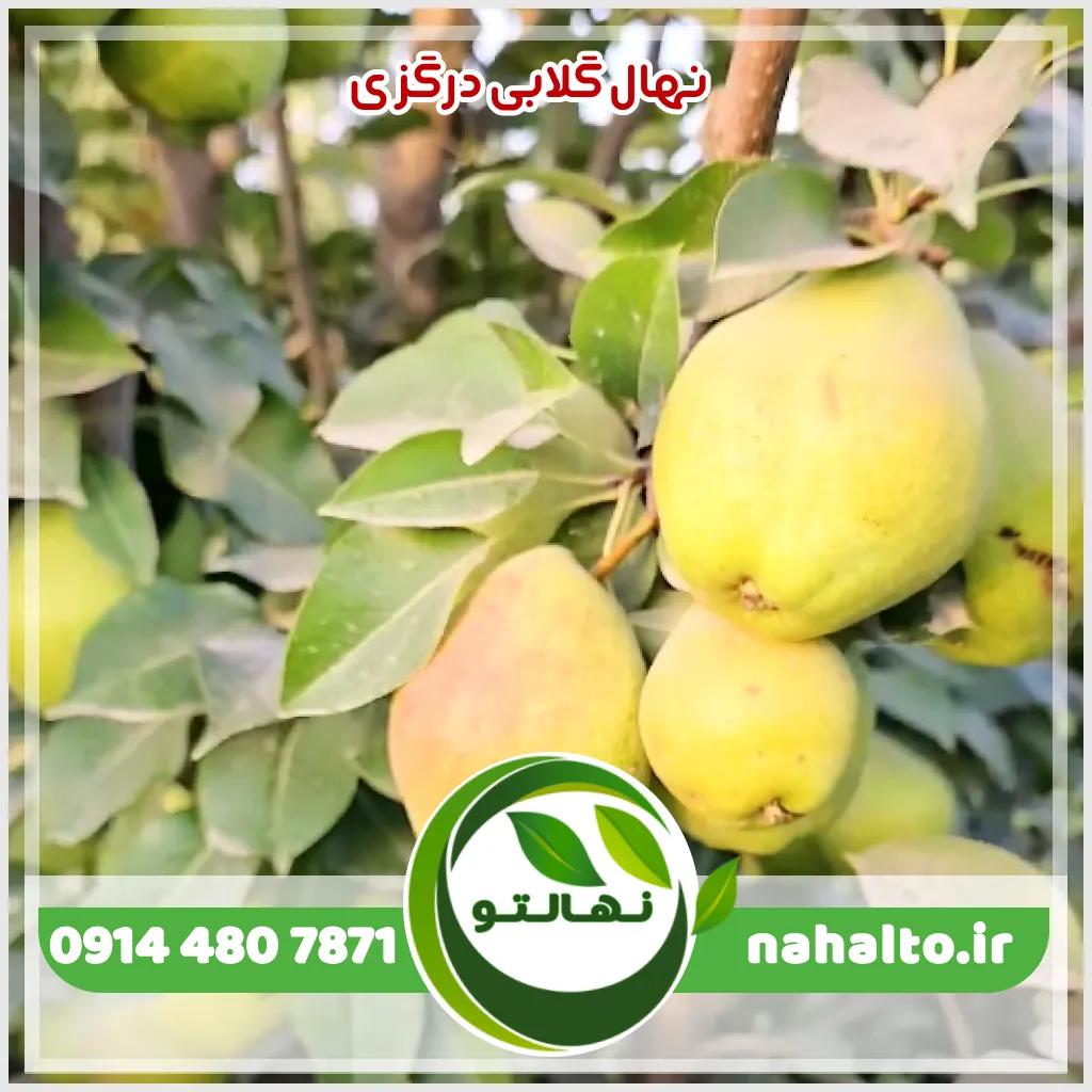 گلابی درگزی