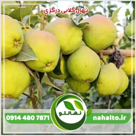 خرید نهال گلابی درگزی
