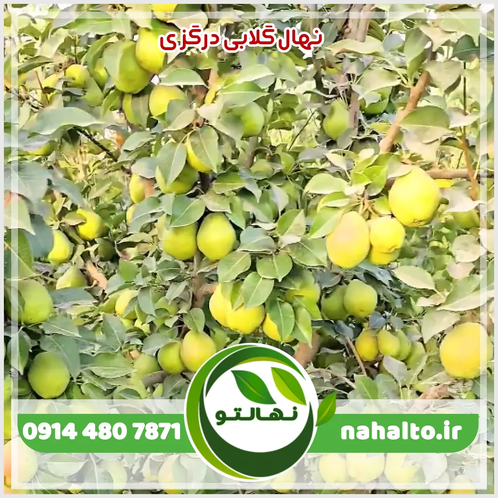 عکس درخت گلابی درگزی