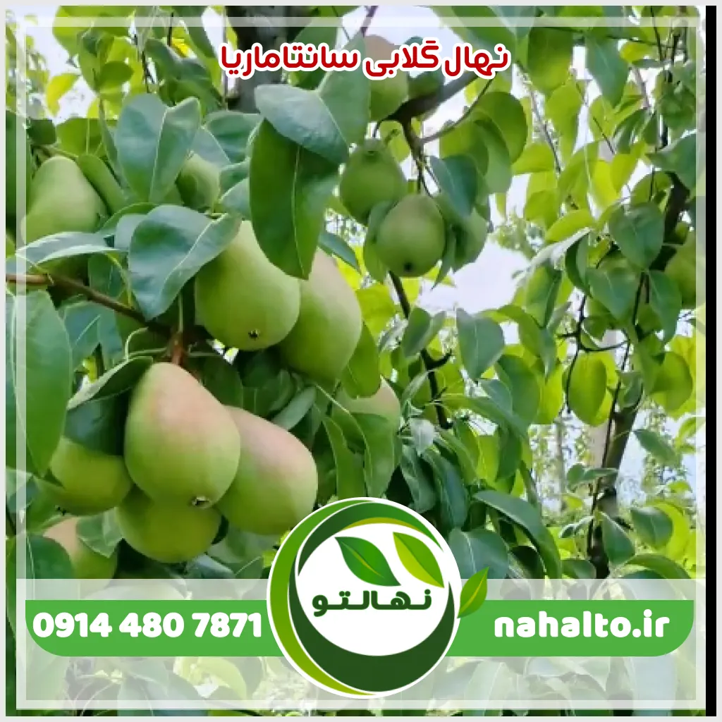قیمت نهال گلابی سانتاماریا