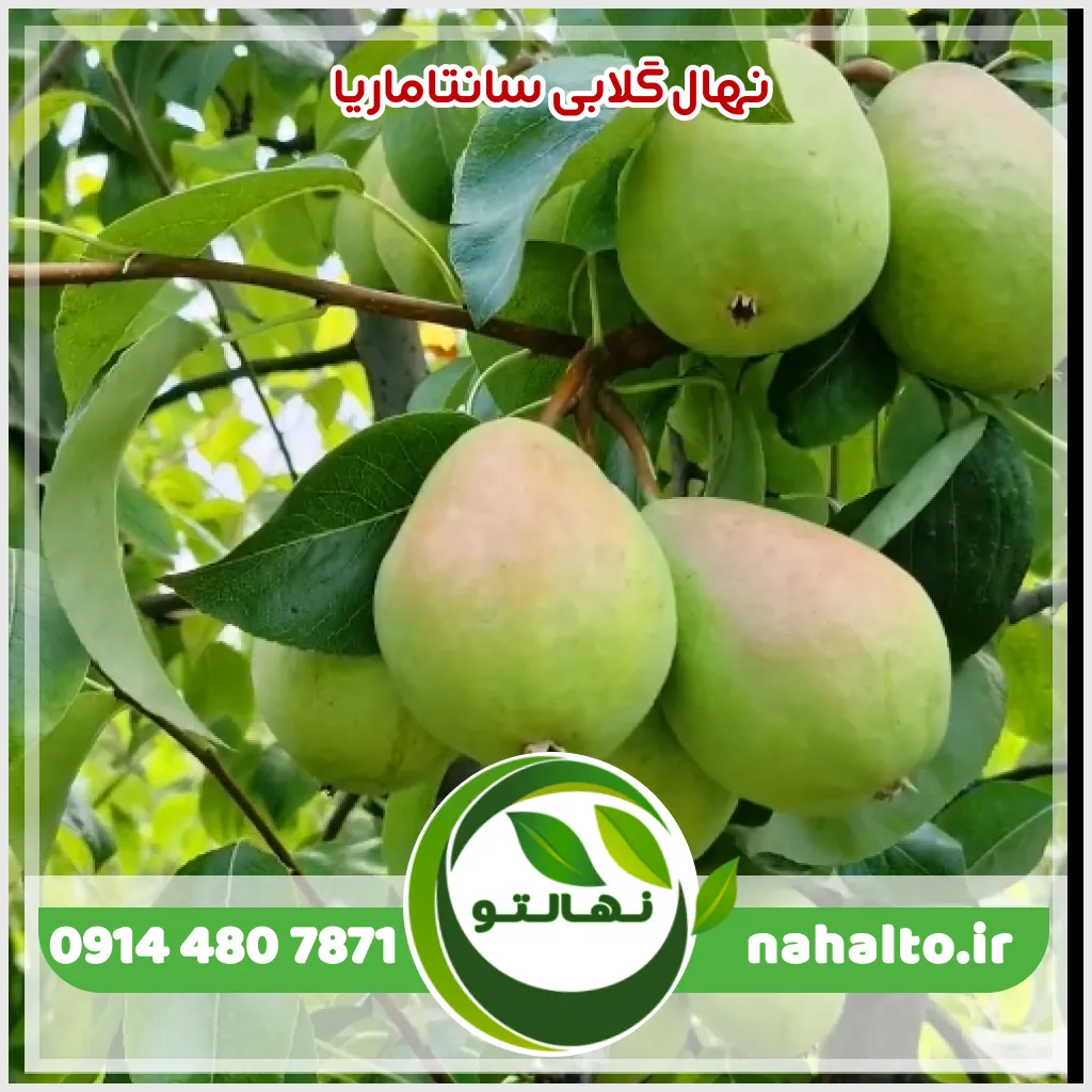 خرید نهال گلابی سانتاماریا