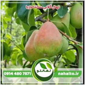 نهال گلابی سانتاماریا