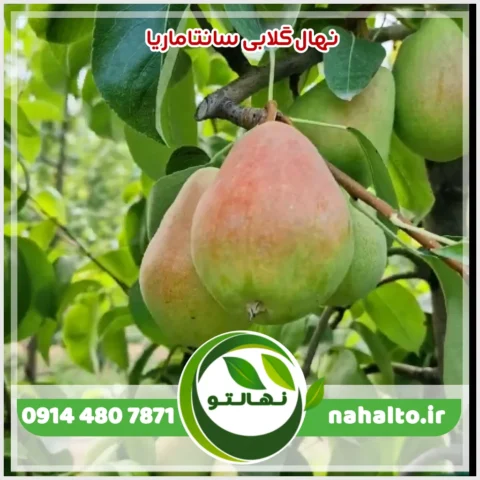 نهال گلابی سانتاماریا