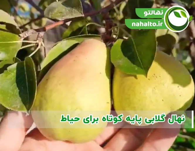 نهال گلابی پایه کوتاه برای حیاط
