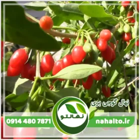 نهال گوجی بری