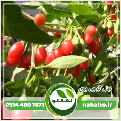 نهال گوجی بری