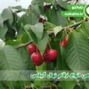 درخت گیلاس از چند سالگی بار می‌دهد؟ | علت میوه ندادن