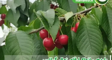 درخت گیلاس از چند سالگی بار می‌دهد؟ | علت میوه ندادن