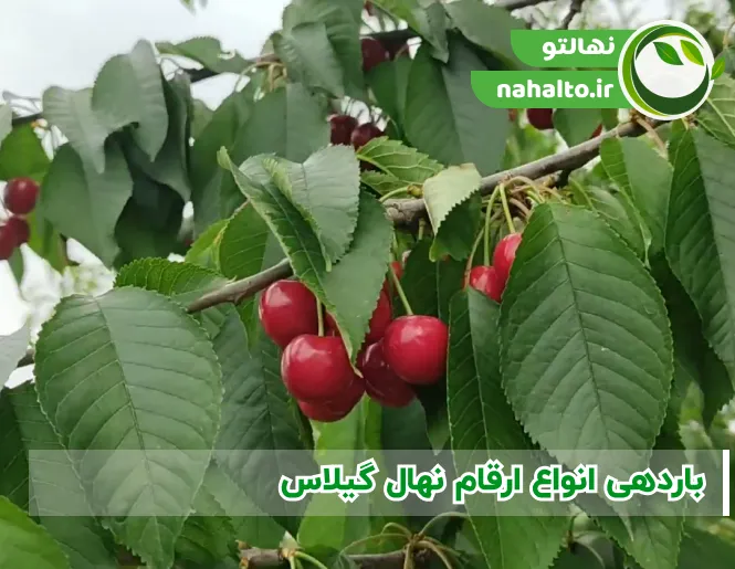 درخت گیلاس از چند سالگی بار می‌دهد؟ | علت میوه ندادن