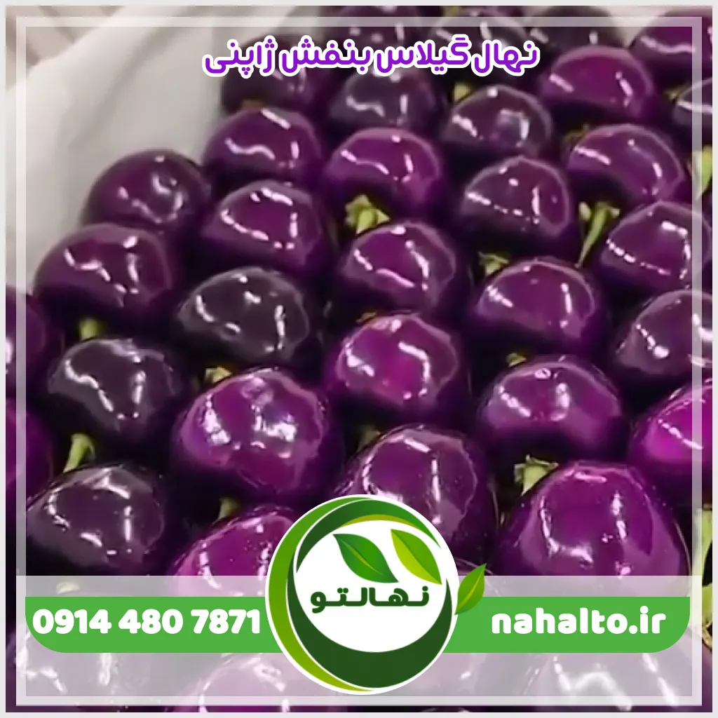 نهال گیلاس بنفش ژاپنی عکس نهال گیلاس بنفش ژاپنی