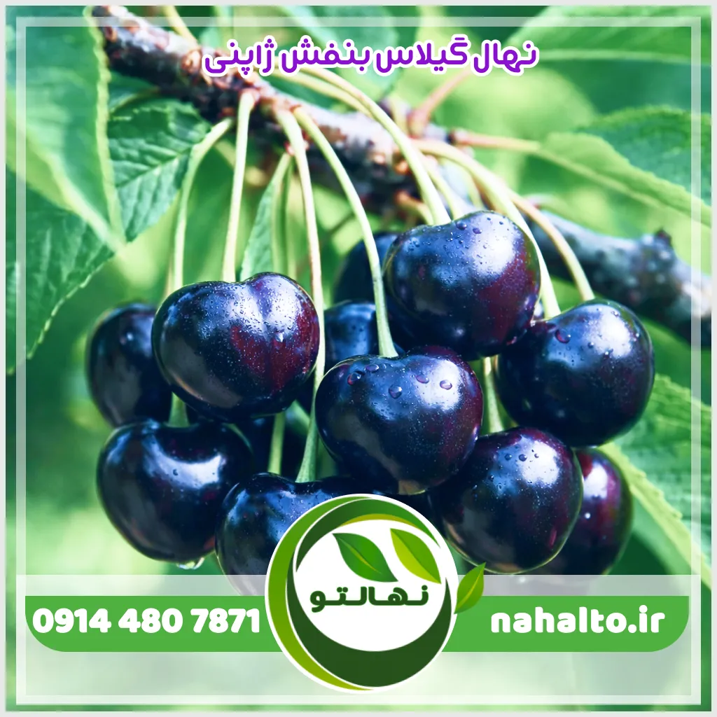 نهال گیلاس بنفش ژاپنی نهال گیلاس بنفش ژاپنی
