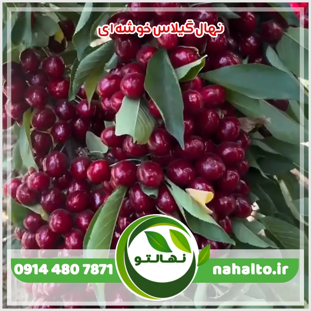 خرید نهال گیلاس خوشه ای