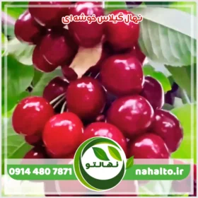 خرید نهال گیلاس خوشه ای