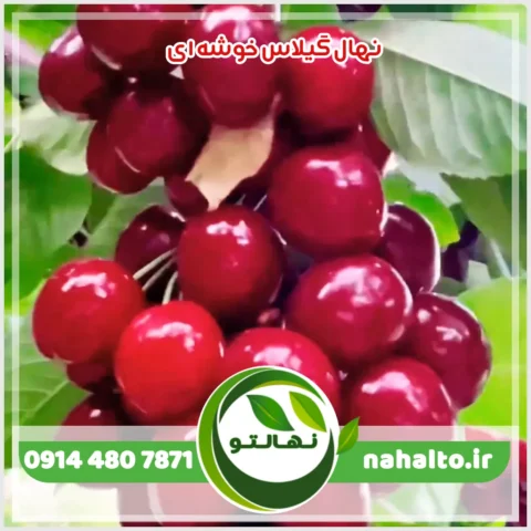 خرید نهال گیلاس خوشه ای