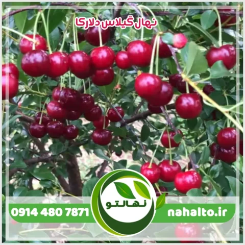 نهال گیلاس دلارکا