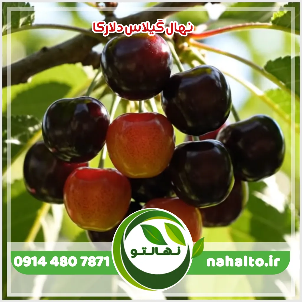 خرید نهال گیلاس دلارکا