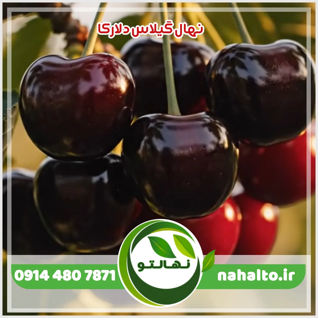 خرید نهال گیلاس دلارکا