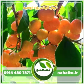 نهال گیلاس زرد ارومیه