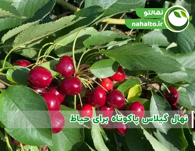 نهال گیلاس پاکوتاه برای حیاط