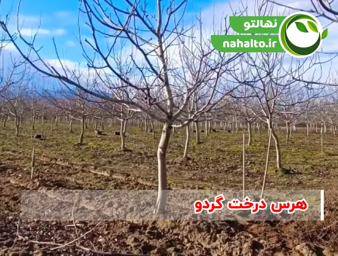 هرس درخت گردو