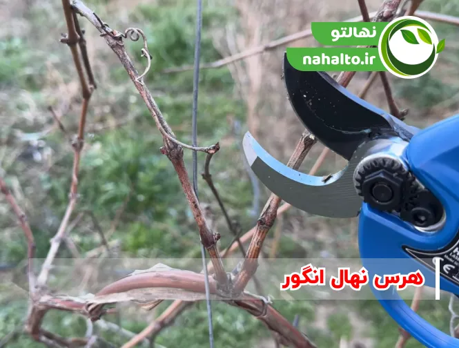 هرس نهال انگور