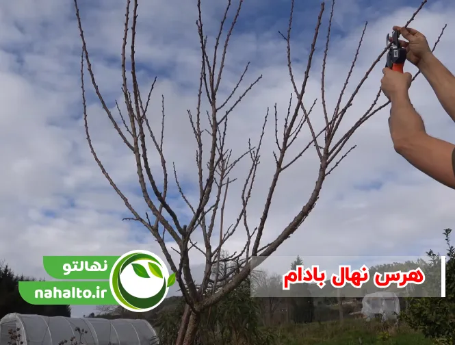 هرس نهال بادام