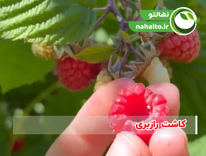 کاشت رزبری