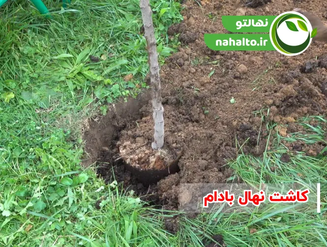 خاک برای کاشت نهال بادام
