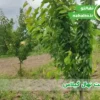 کاشت نهال گیلاس | اقلیم مناسب، فاصله کاشت و تعداد در هکتار
