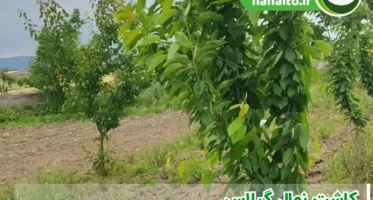 کاشت نهال گیلاس | اقلیم مناسب، فاصله کاشت و تعداد در هکتار